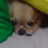 sacchan's profile picture