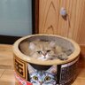 Takako's profile picture