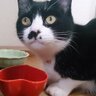 Фото профиля 猫chack