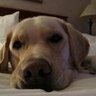 Profilbild von RangerDangerTheDog