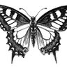 Debra Evans's profile picture