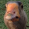 Bill Honkman's profile picture