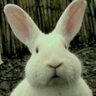 Фото профиля kumagorou