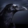 El_Cuervo 's profile picture