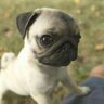 Logicalify's profile picture