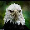 خالد البياتي profil fotoğrafı