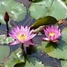 Фото профиля ラベンダー