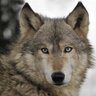 Wolfman's profile picture