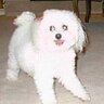Profilbild von Chia Puppia