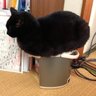 ねこ の おかげ さん profil fotoğrafı