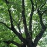 Profilbild von arborist43
