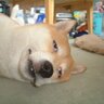 サモトラ家の二毛's profile picture