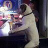 BoozeHound's profile picture