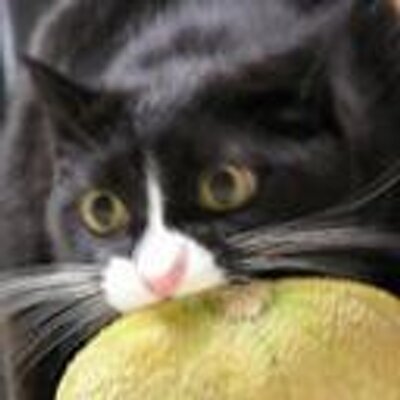 tyaren_sato's profile picture