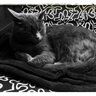 madaba profil fotoğrafı