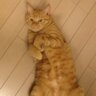 HANBAY1964ワクチン3回済's profile picture