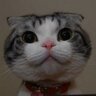 平头硬汉 profil fotoğrafı