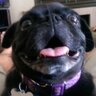 Profilbild von Angry_Alligator