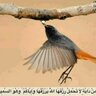 عيسى الهاشمي profil fotoğrafı