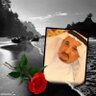 Фото профиля ابو حسام
