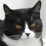 K T Cat 的头像