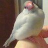 いわゆるごだいめ＠色々進めるモード's profile picture