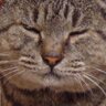猫山ねこここ。🐾 profil fotoğrafı