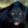 Фото профиля Negro Tesão