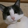 Profilbild von どら猫ゴロちゃん