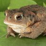 Фото профиля Toadbut Notberk