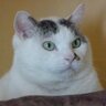 sakusaku's profile picture