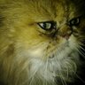Tomatensaft 🇩🇪🇺🇦🇺🇲's profile picture