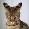 Лев Бронштейн's profile picture