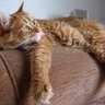 Nilothecat's profile picture
