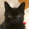 黒猫るびー 的头像