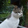 楊澤凱's profile picture