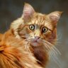Фото профиля рыжий котик