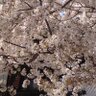 Фото профиля tetsuya