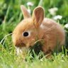 easter bunny💜 profil fotoğrafı