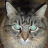 TigerjagAgain's profile picture