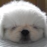 ちびた_もこたん profil fotoğrafı