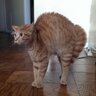 Фото профиля れたす