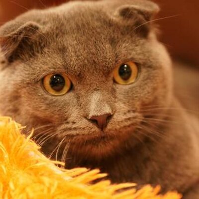 old_jedi's profile picture