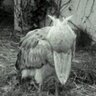 彩雲 profil fotoğrafı