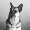 yanir manor's profile picture