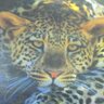 Фото профиля colin glen