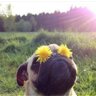 Silverlake Dog Park's profile picture
