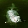 Thomas Pollas's profile picture