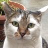 プクリン profil fotoğrafı