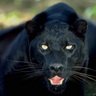 Фото профиля Joaquin Lopes